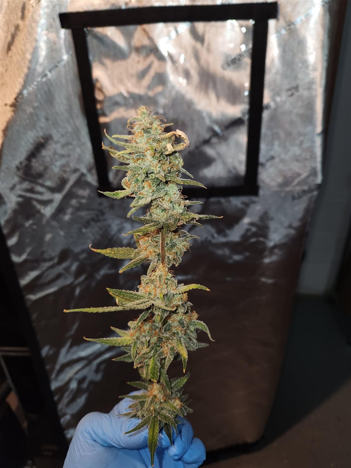 Sour Jealousy  plant photo