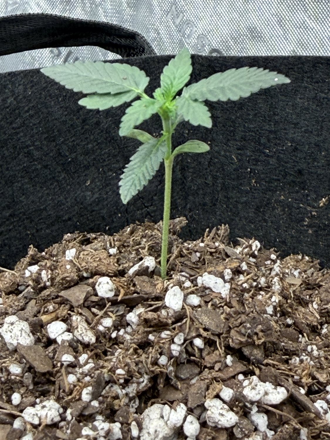 Featured Plant Image