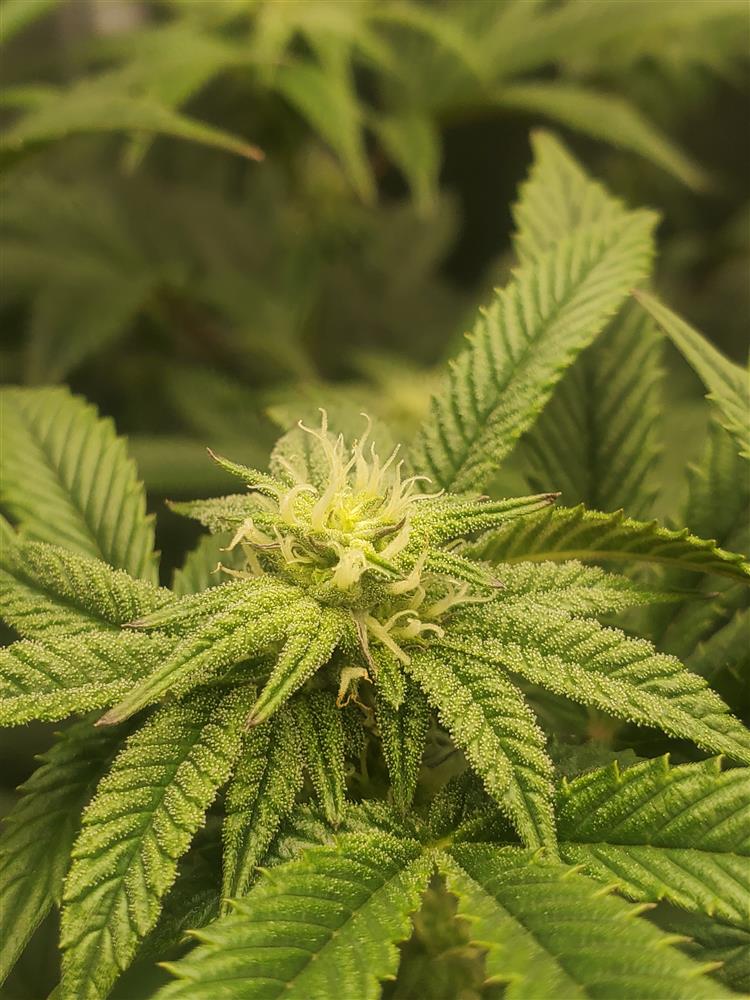 Featured Plant Image