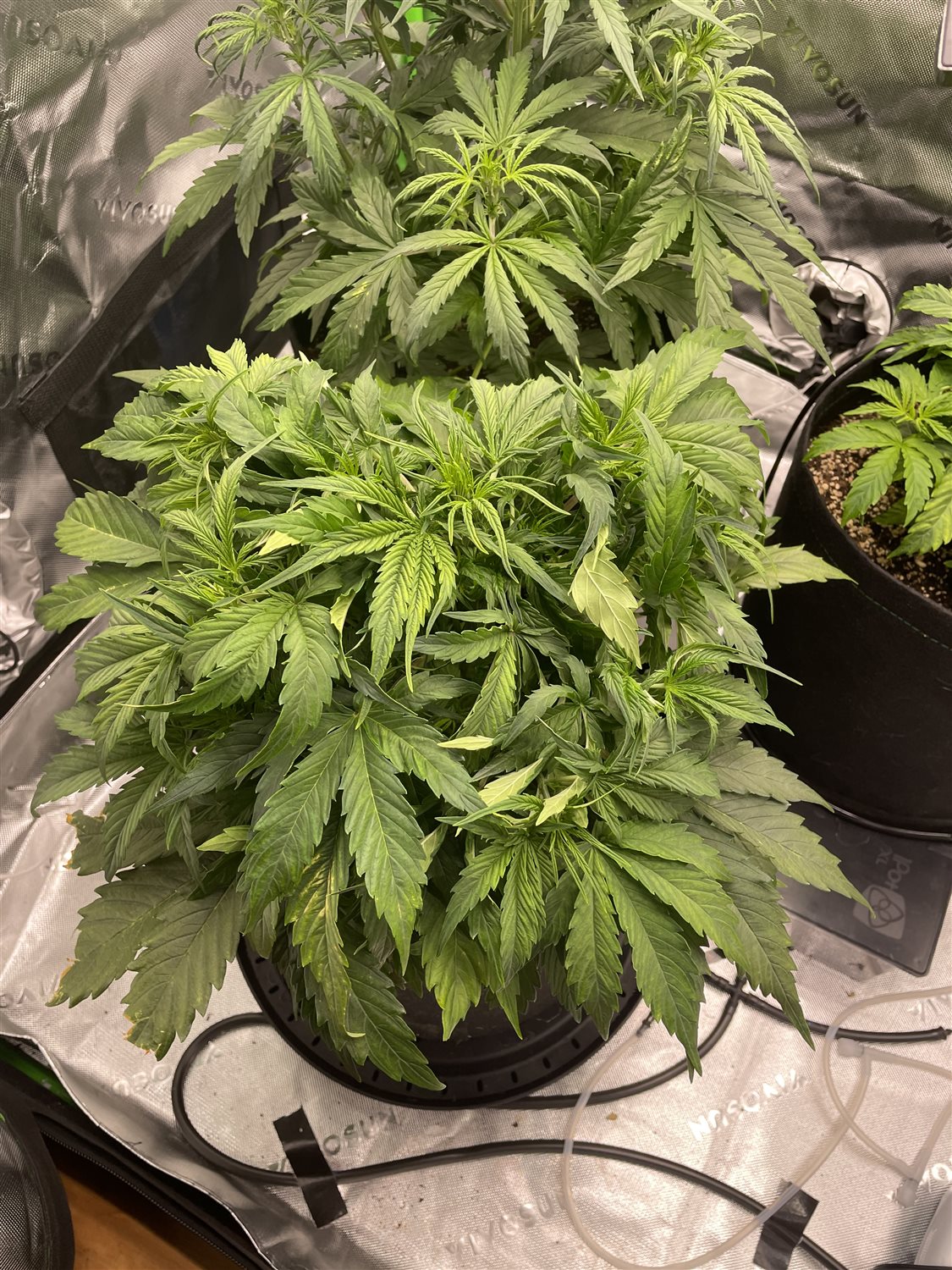 Featured Plant Image