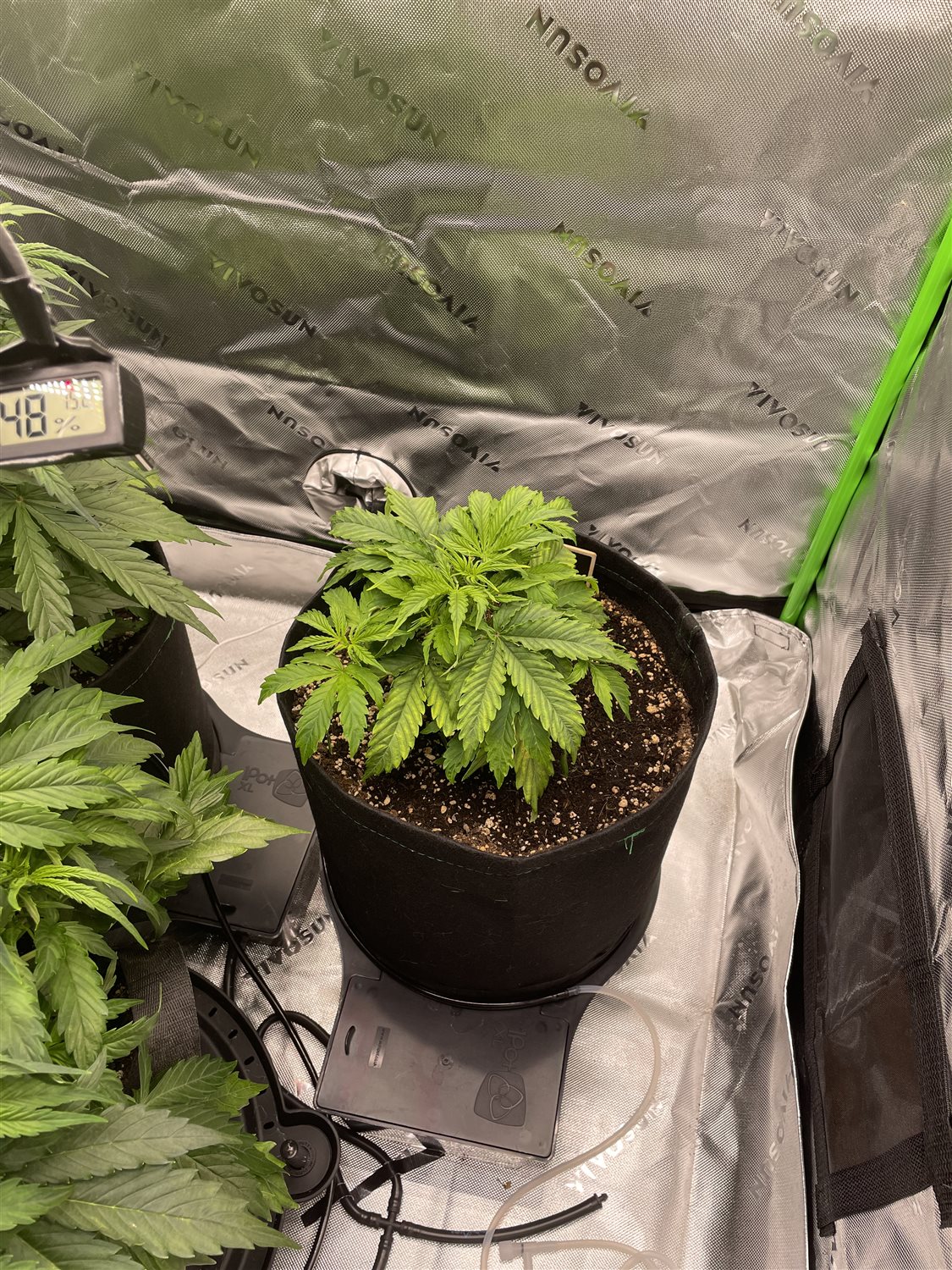 Featured Plant Image