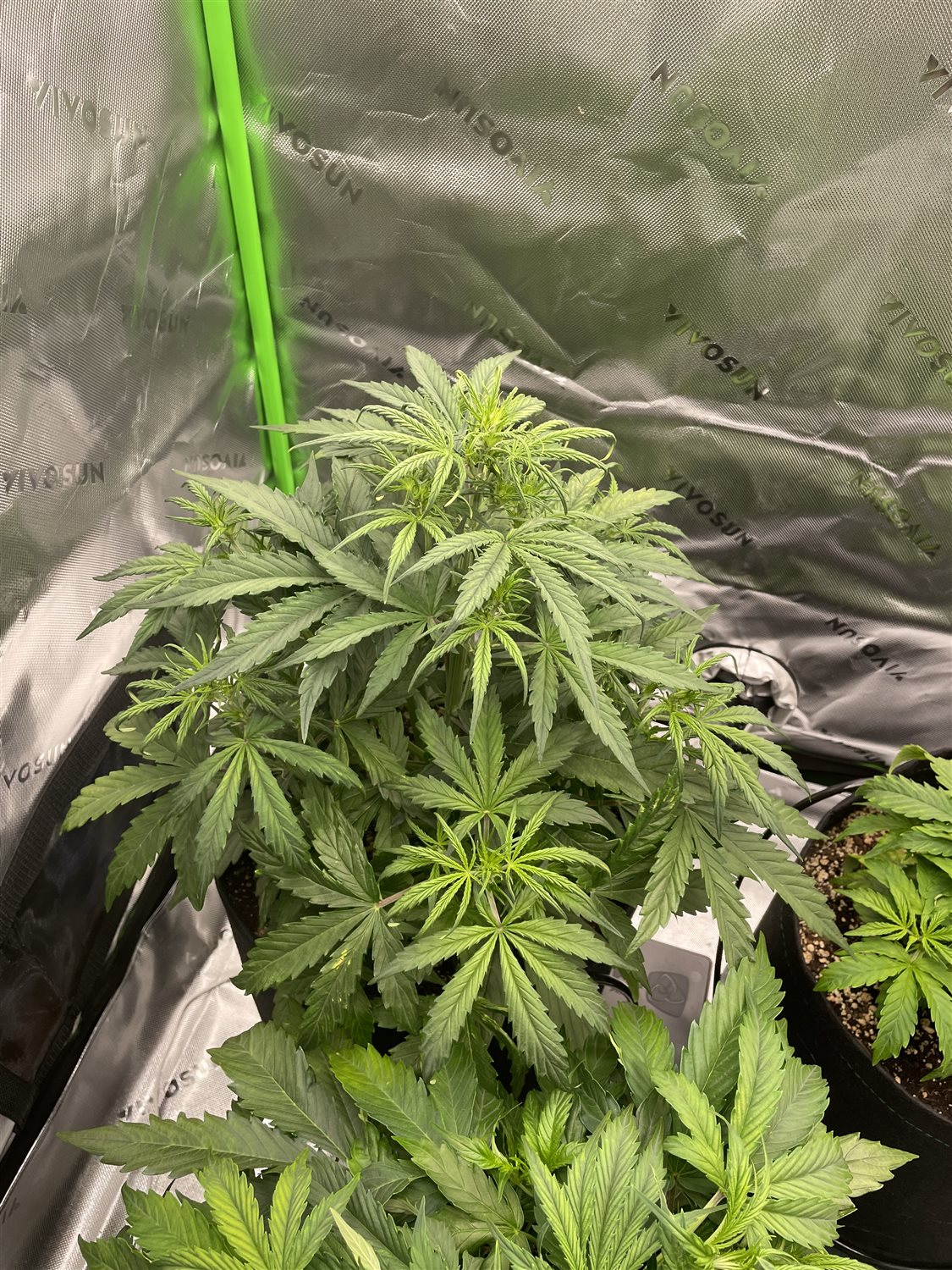 Featured Plant Image