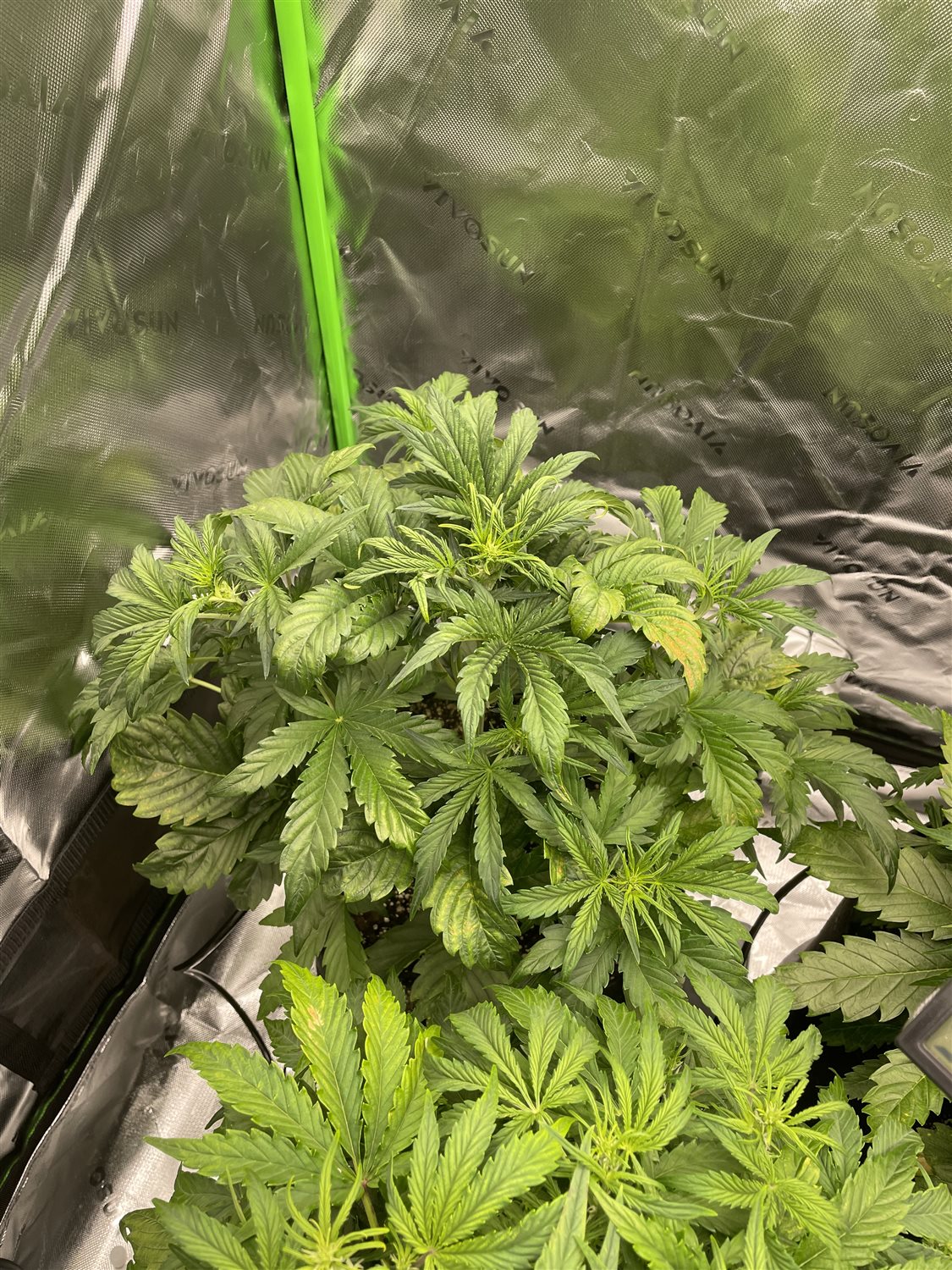 Featured Plant Image