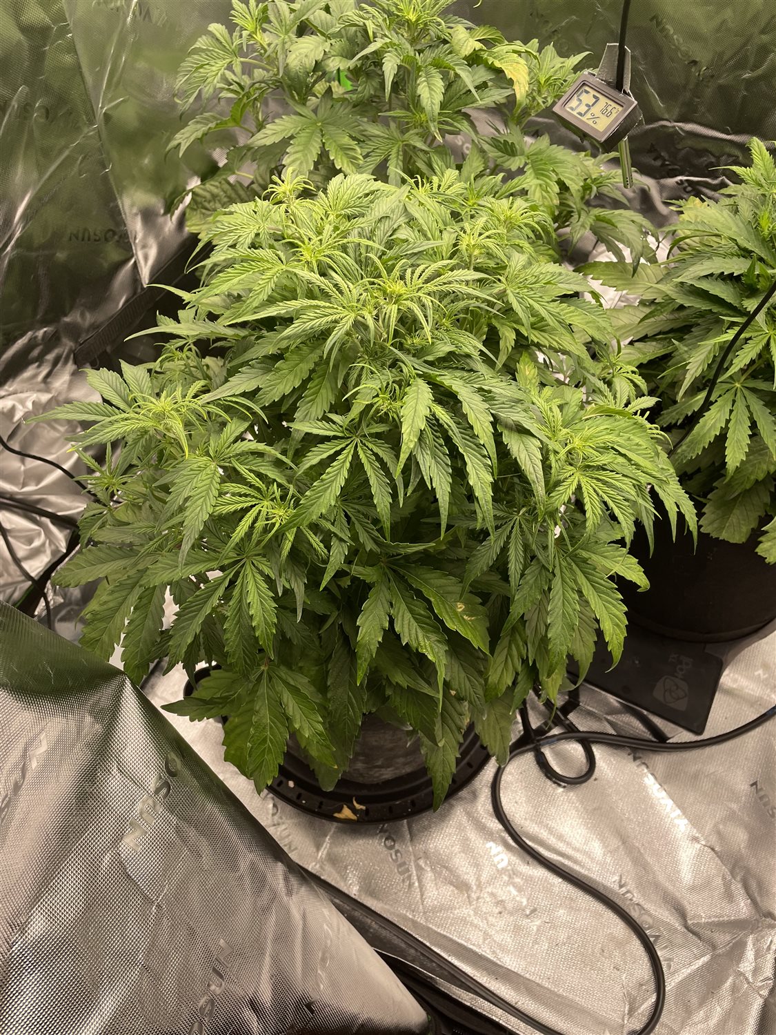 Featured Plant Image