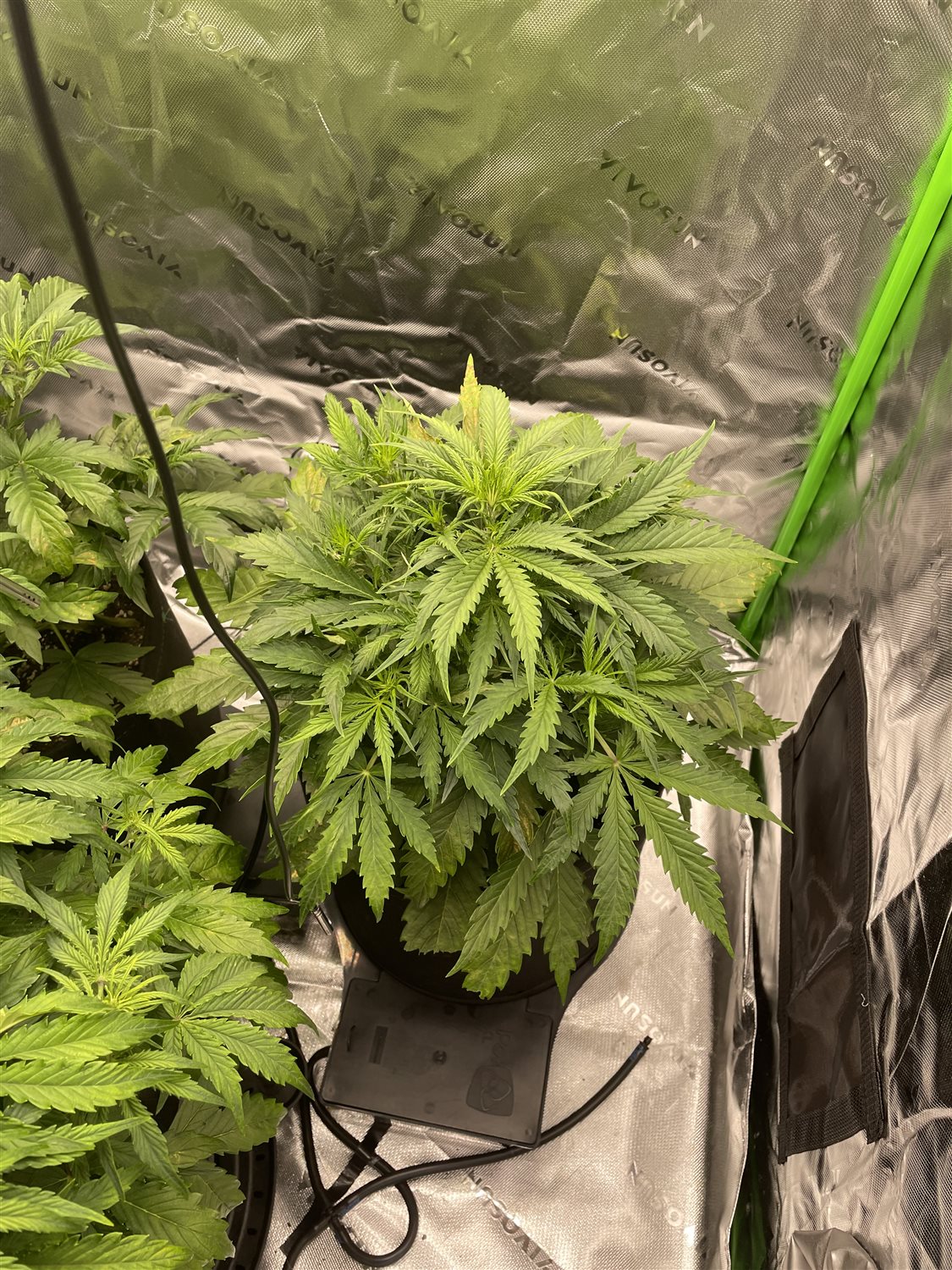 Featured Plant Image