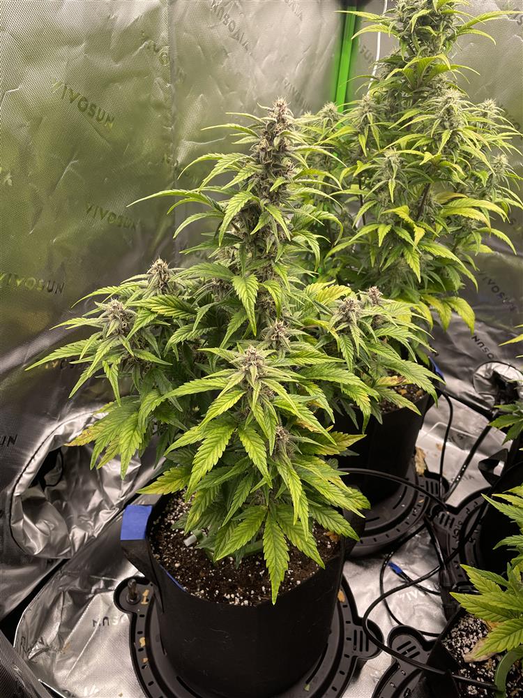 Featured Plant Image