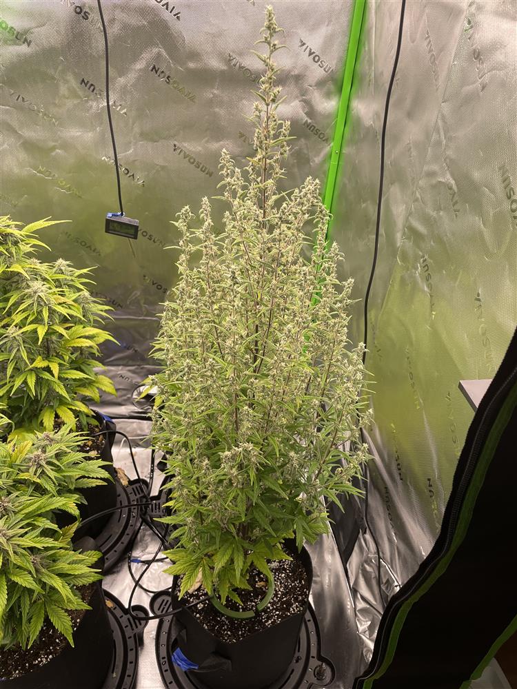 Featured Plant Image