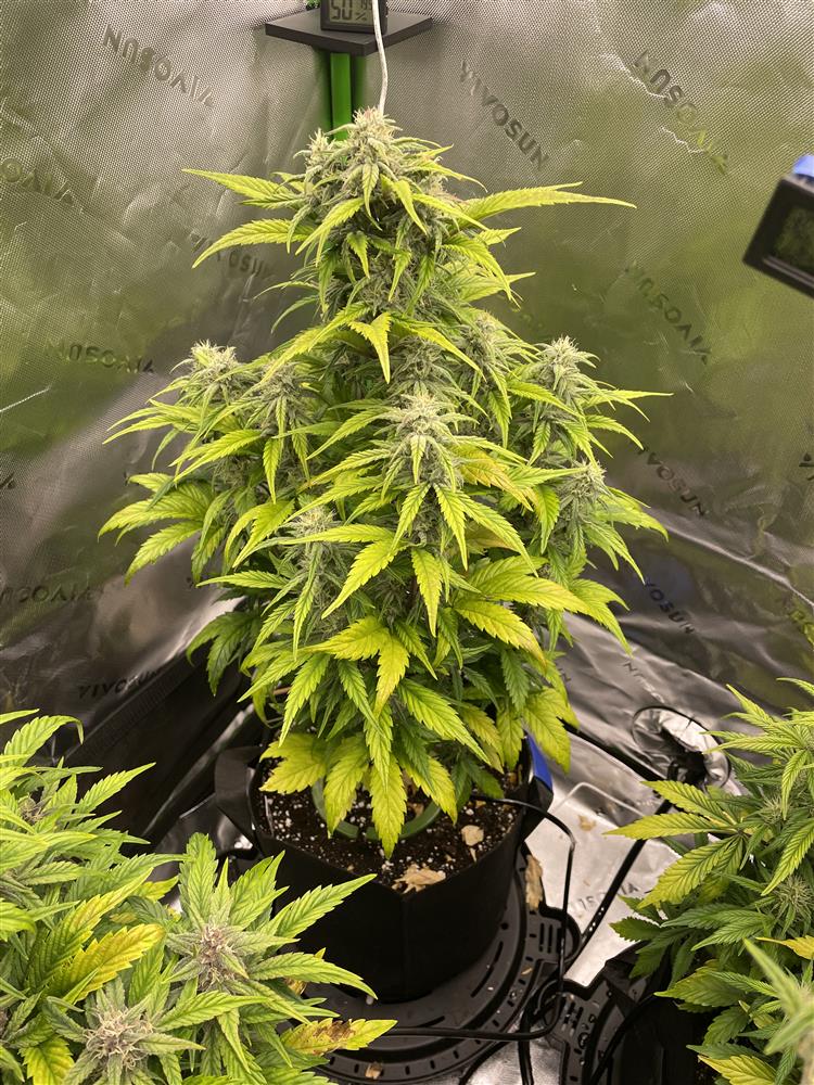 Featured Plant Image