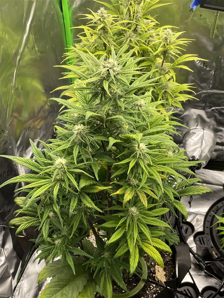 Featured Plant Image