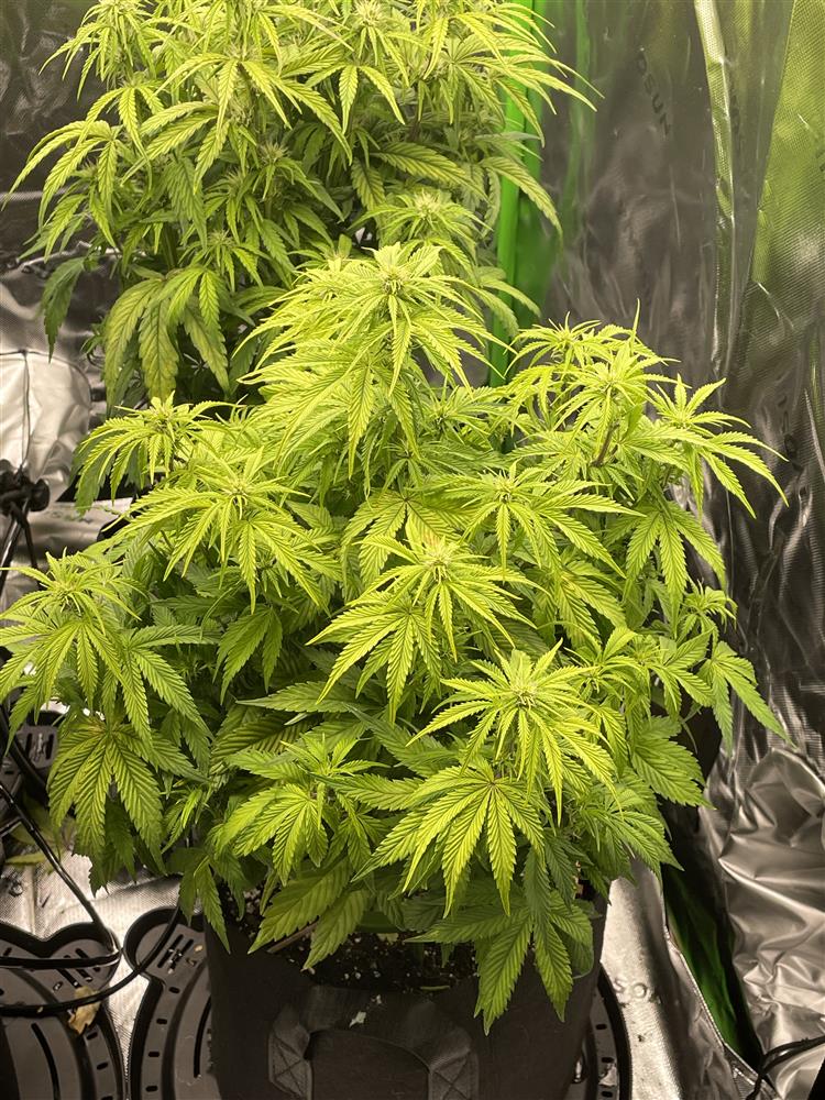 Featured Plant Image