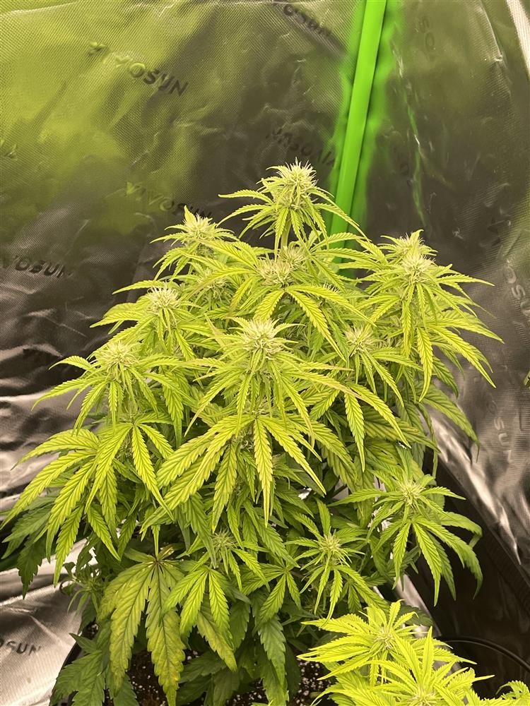 Featured Plant Image