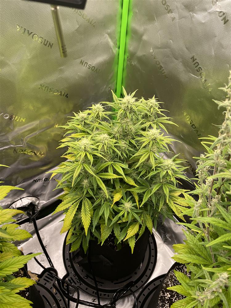 Featured Plant Image