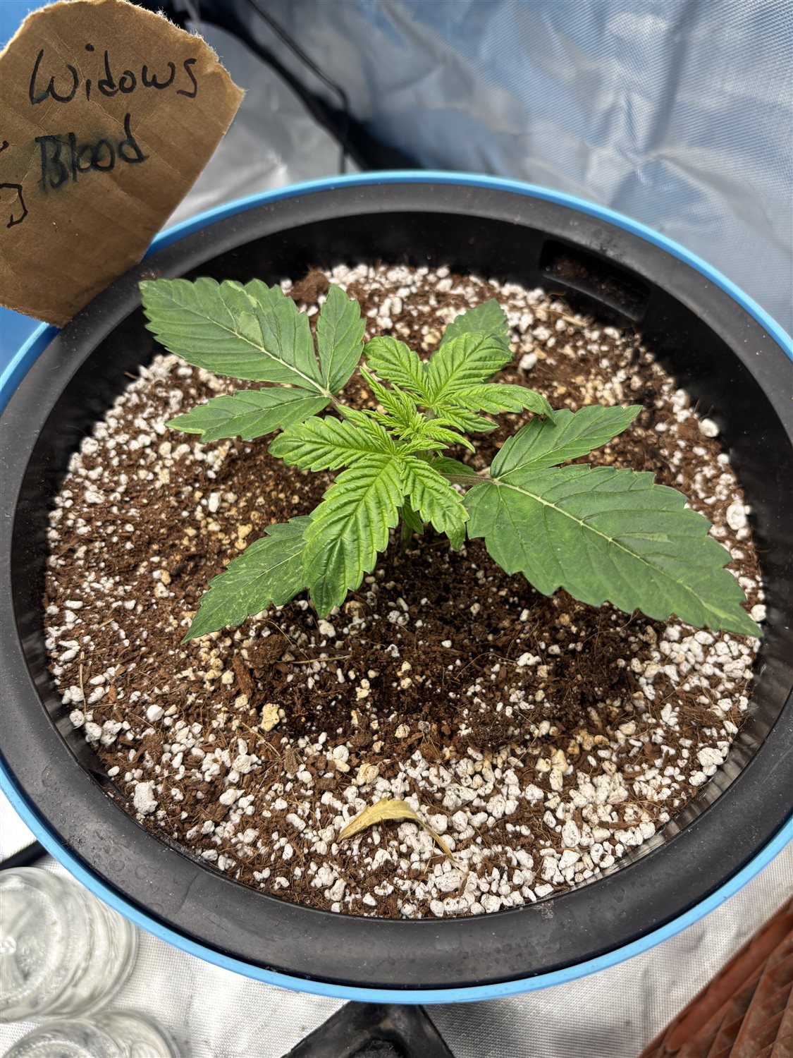 Featured Plant Image