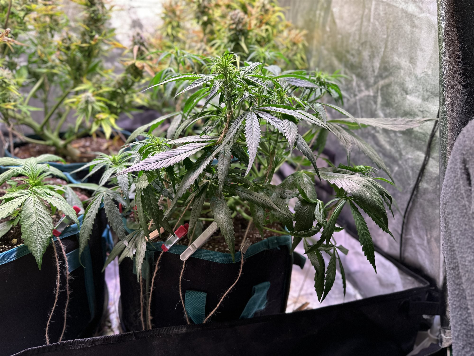 Featured Plant Image