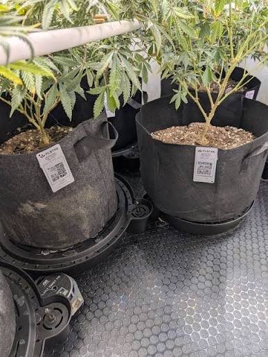 Featured Plant Image