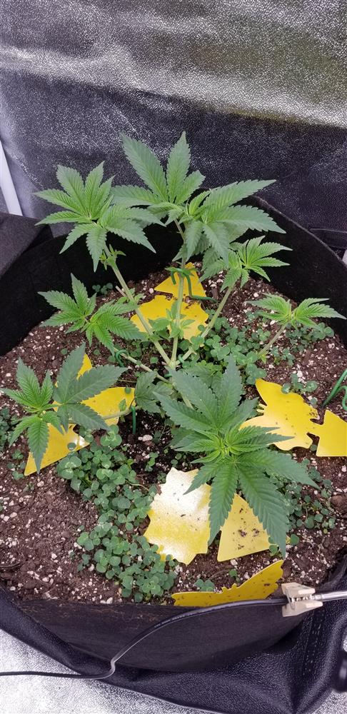 Featured Plant Image