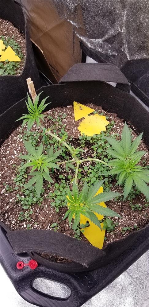 Featured Plant Image