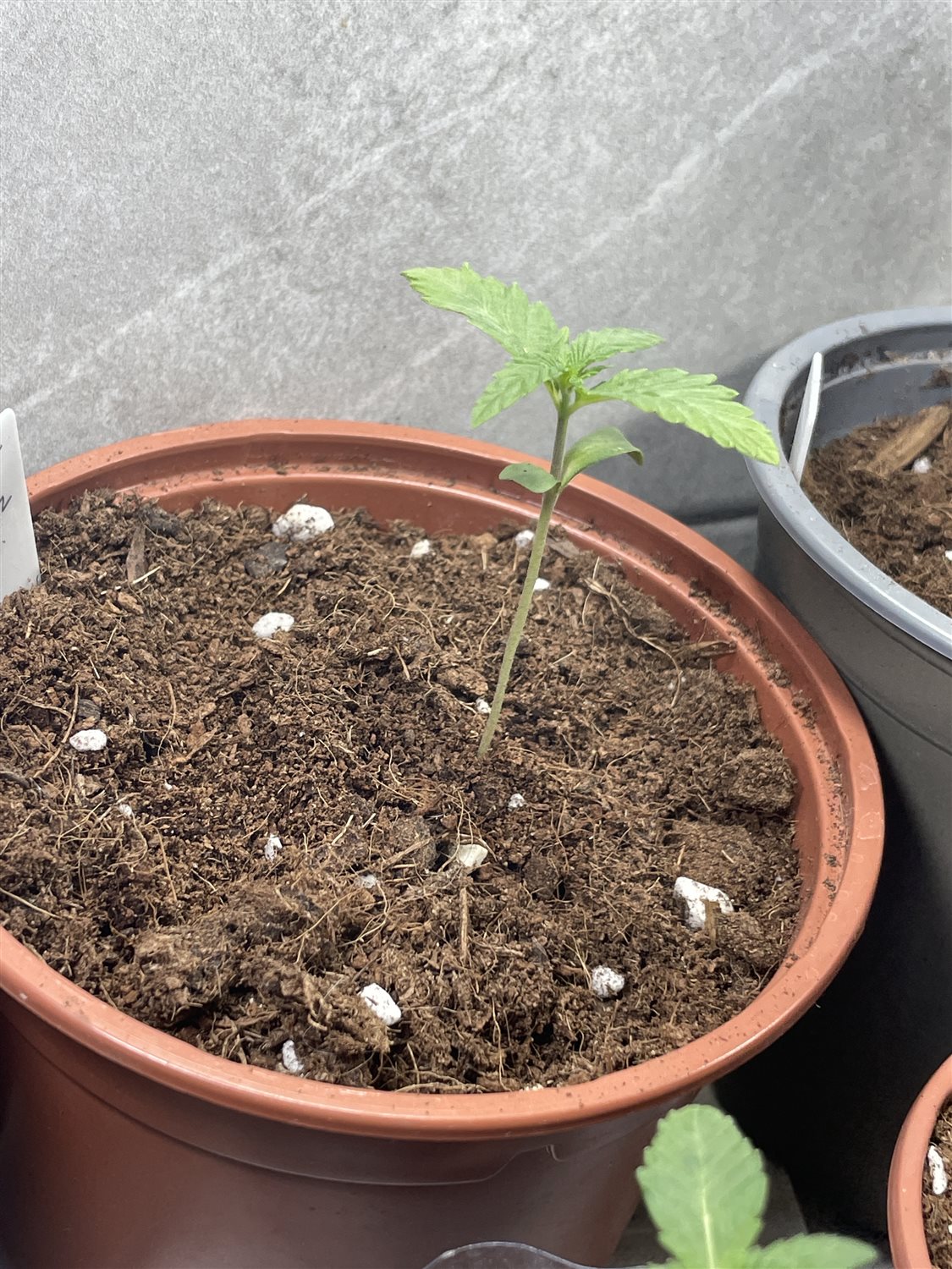 Featured Plant Image