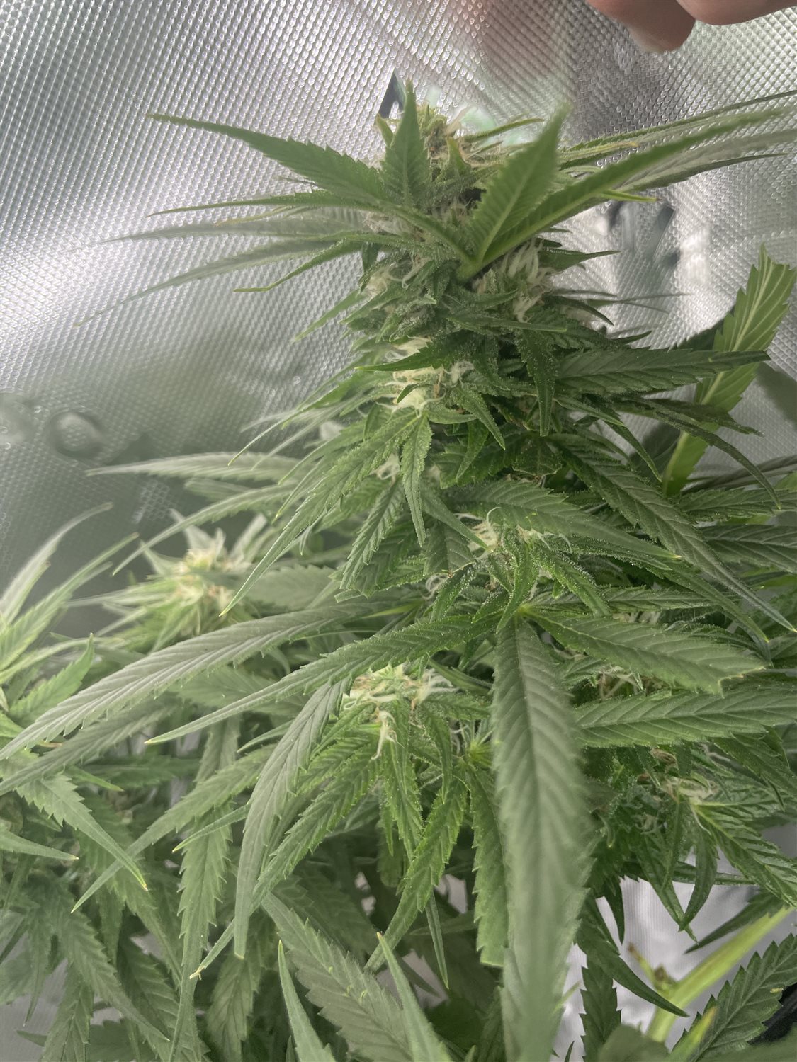 Featured Plant Image