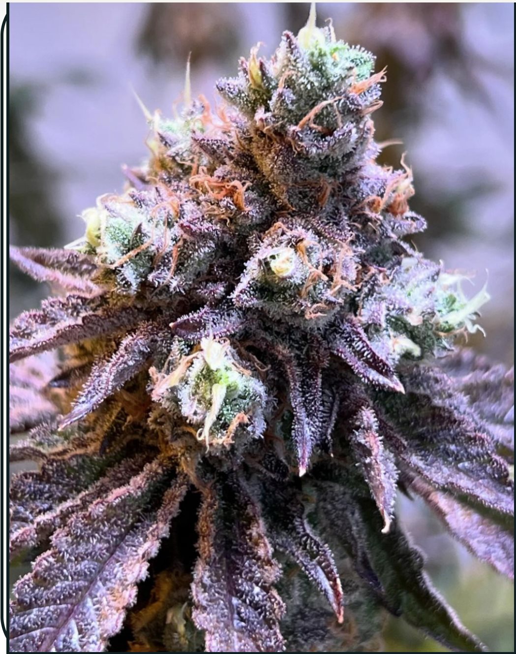 Featured Plant Image