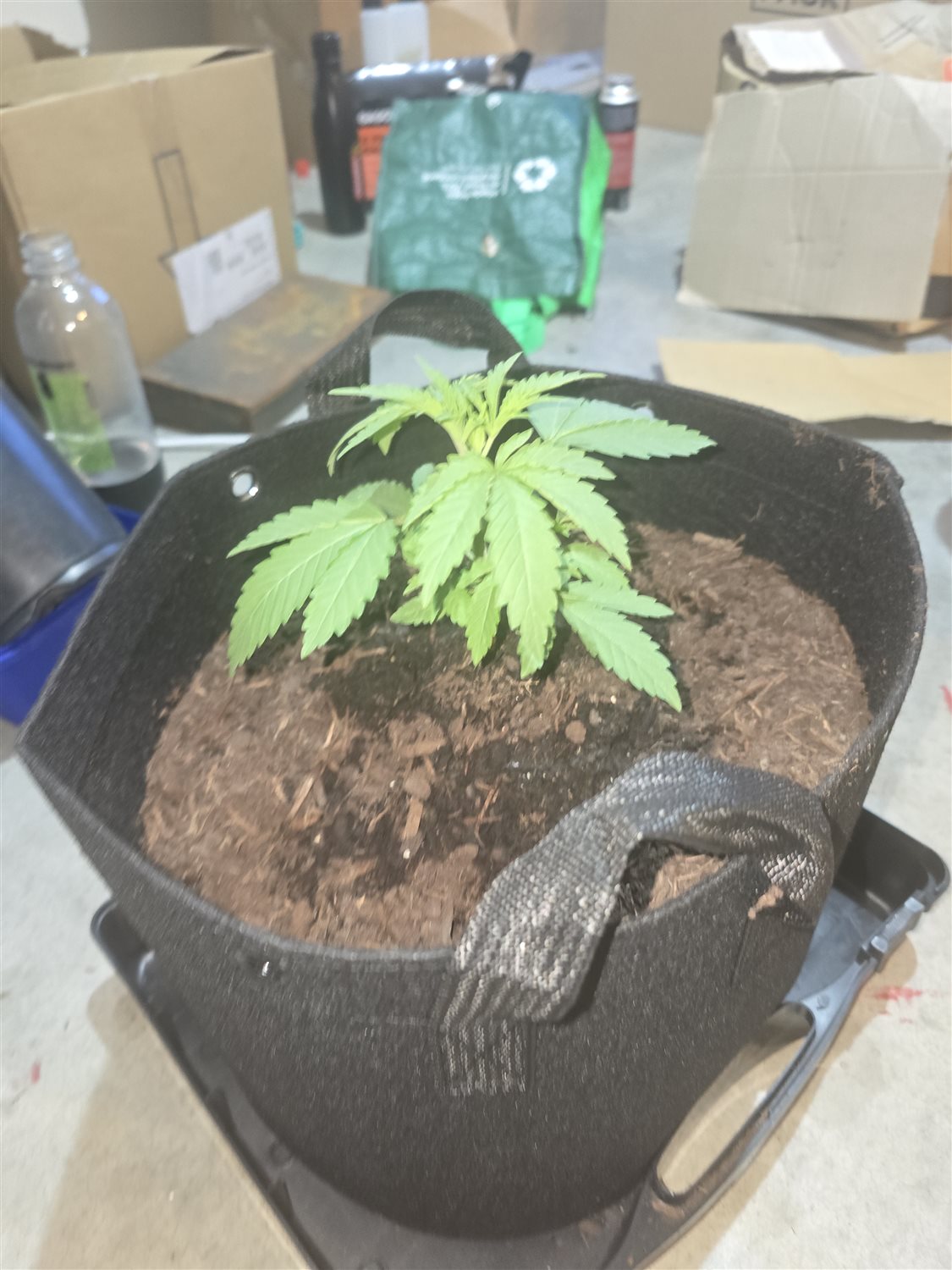 Featured Plant Image