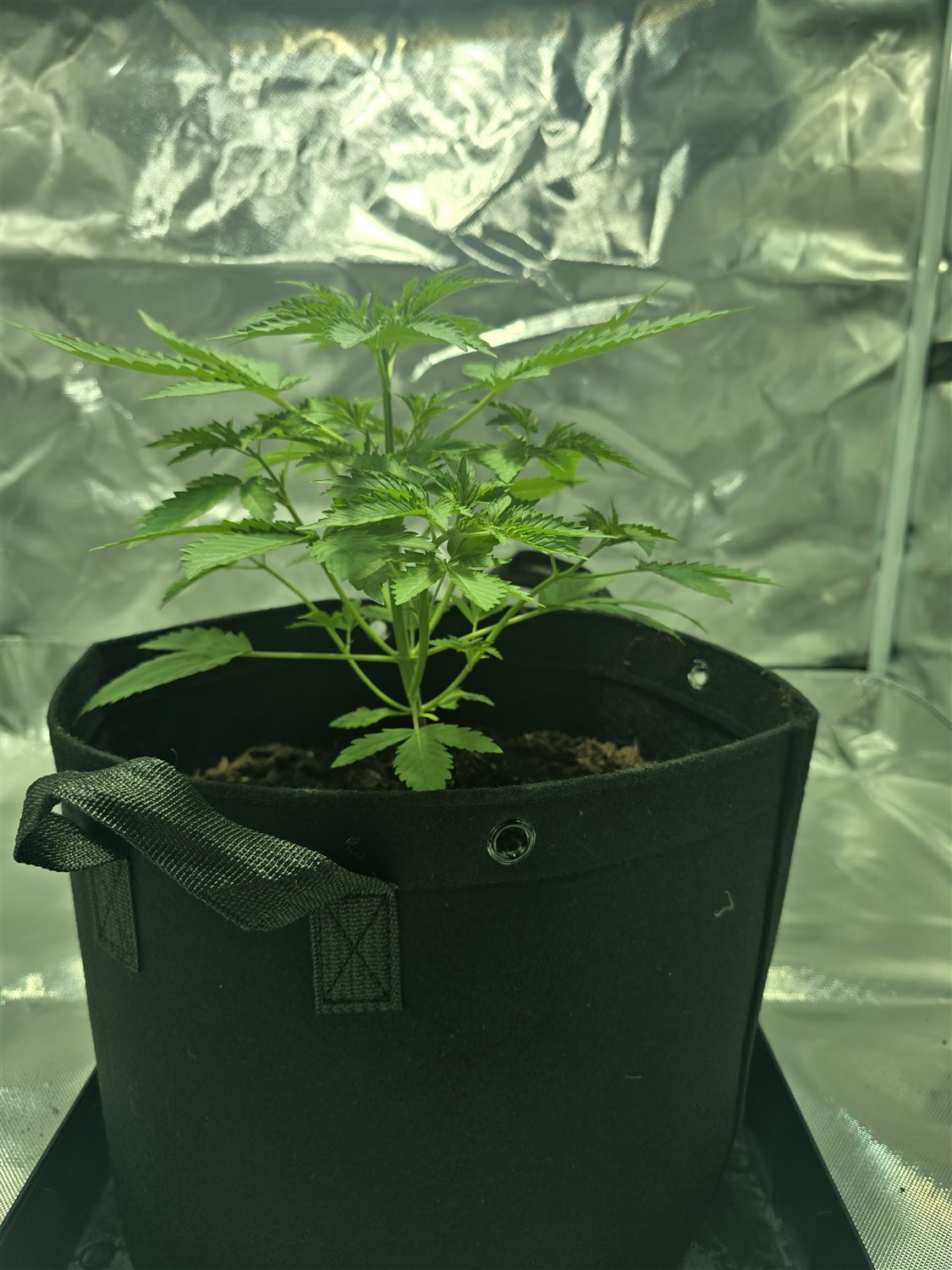 Featured Plant Image