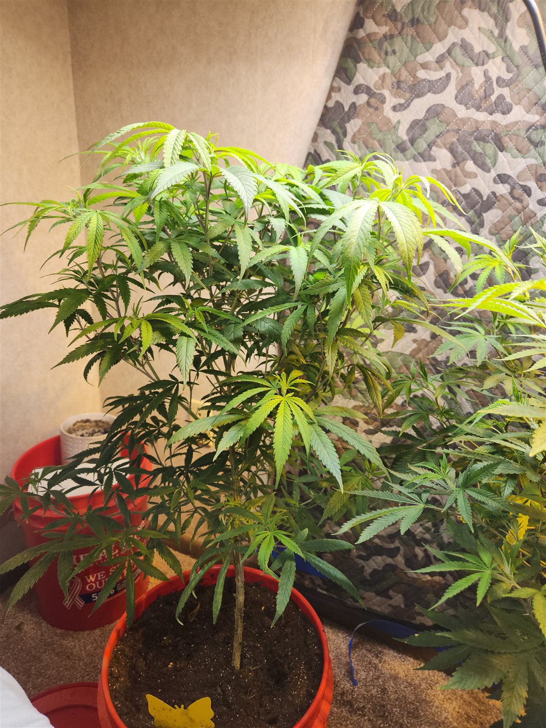 Featured Plant Image