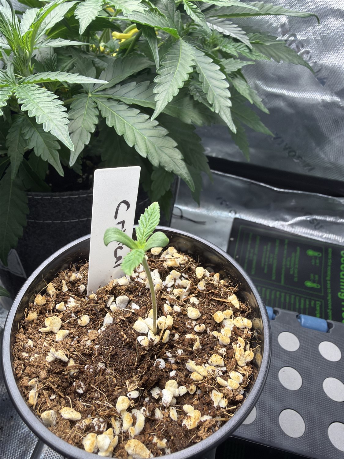 Featured Plant Image