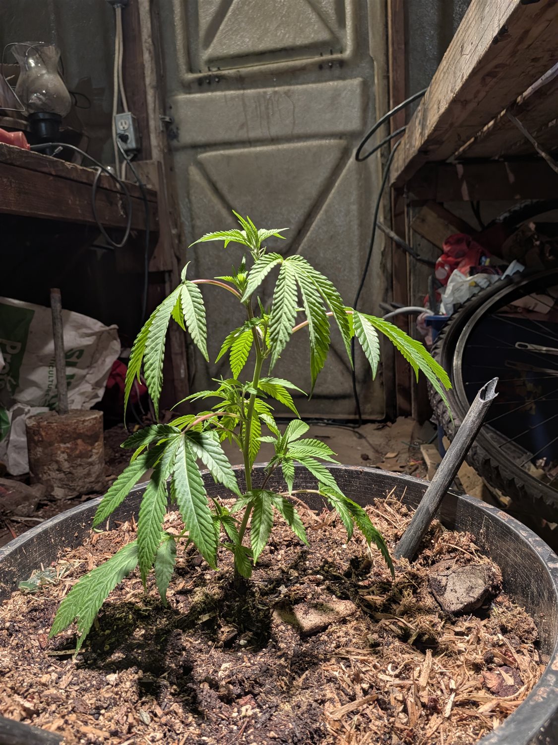 Plant Image
