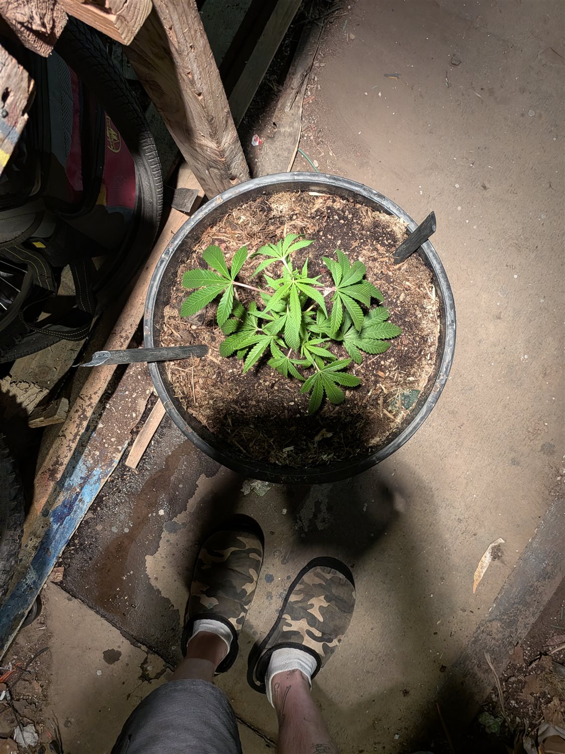Featured Plant Image