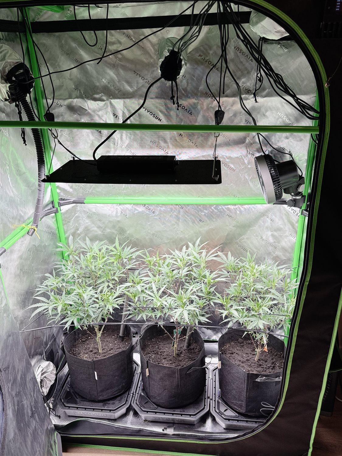 Featured Plant Image