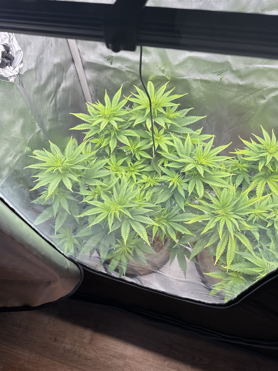 Featured Plant Image