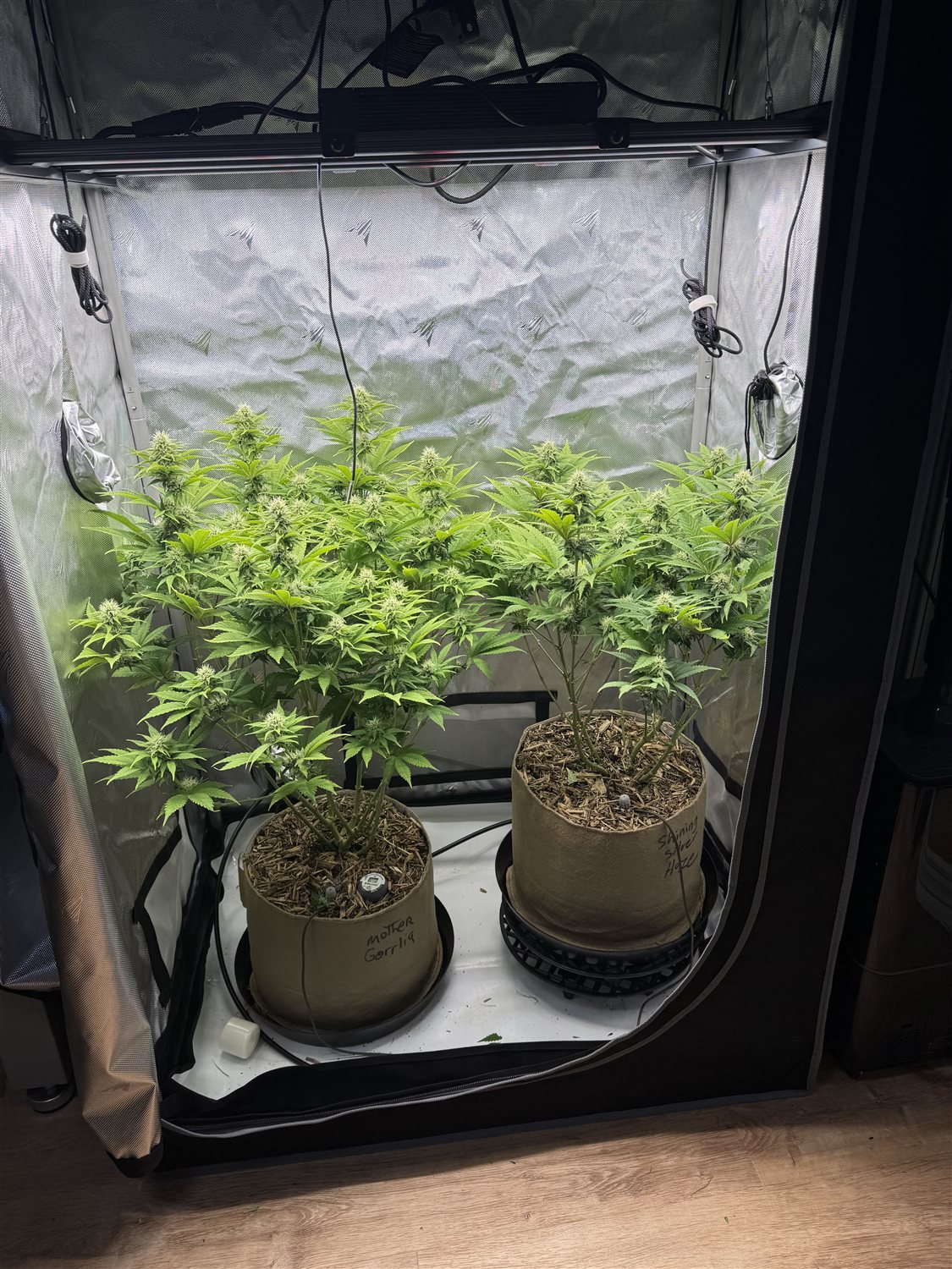Featured Plant Image