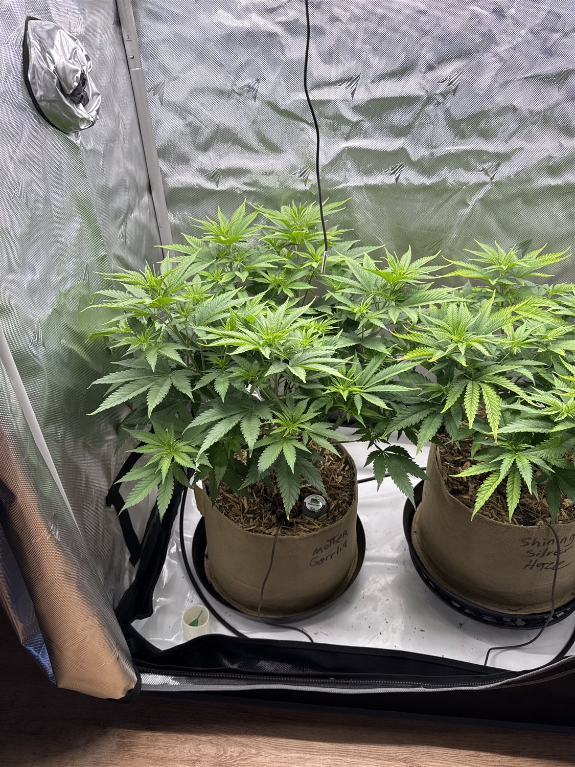 Featured Plant Image