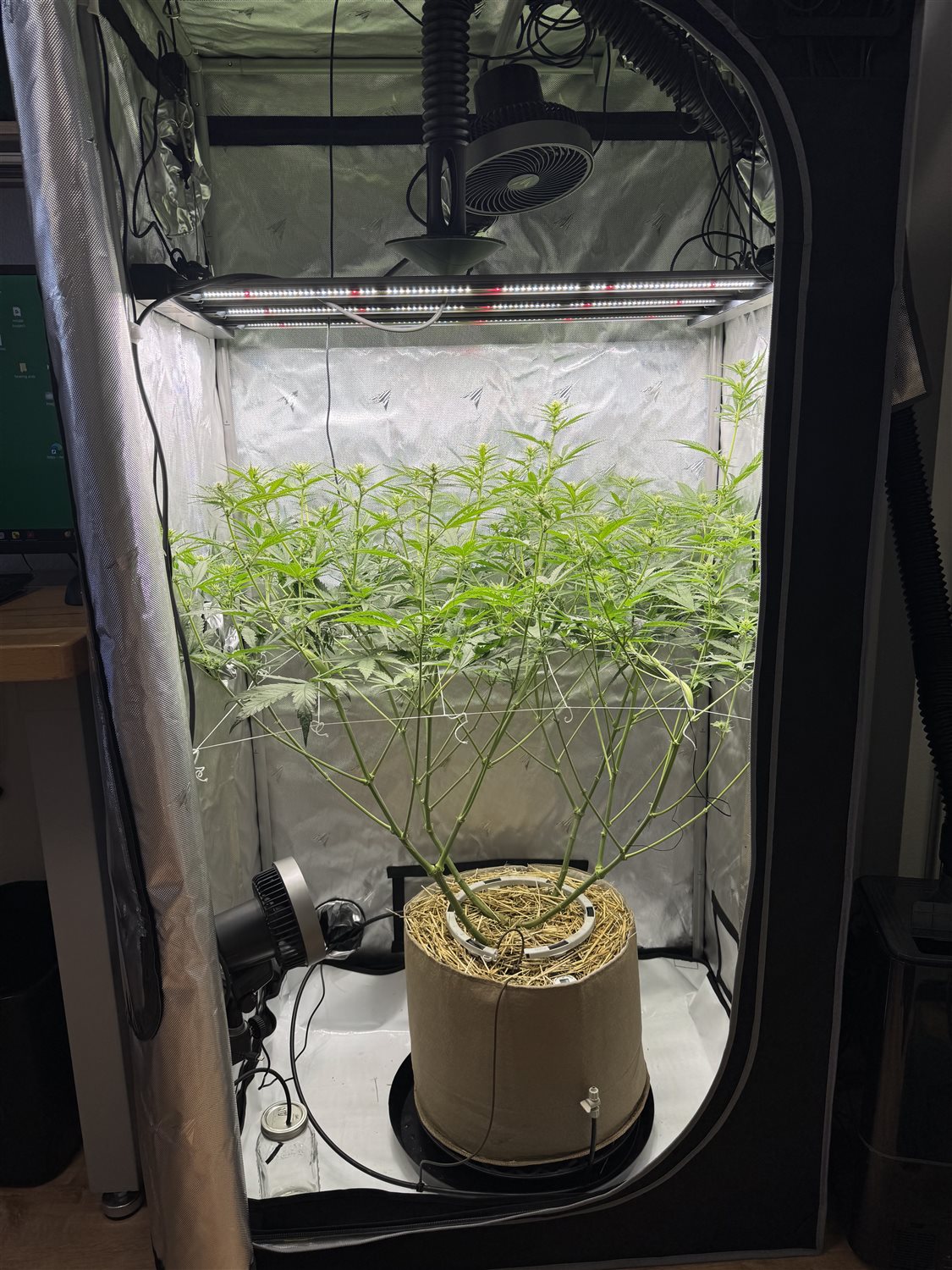 GG4 plant photo