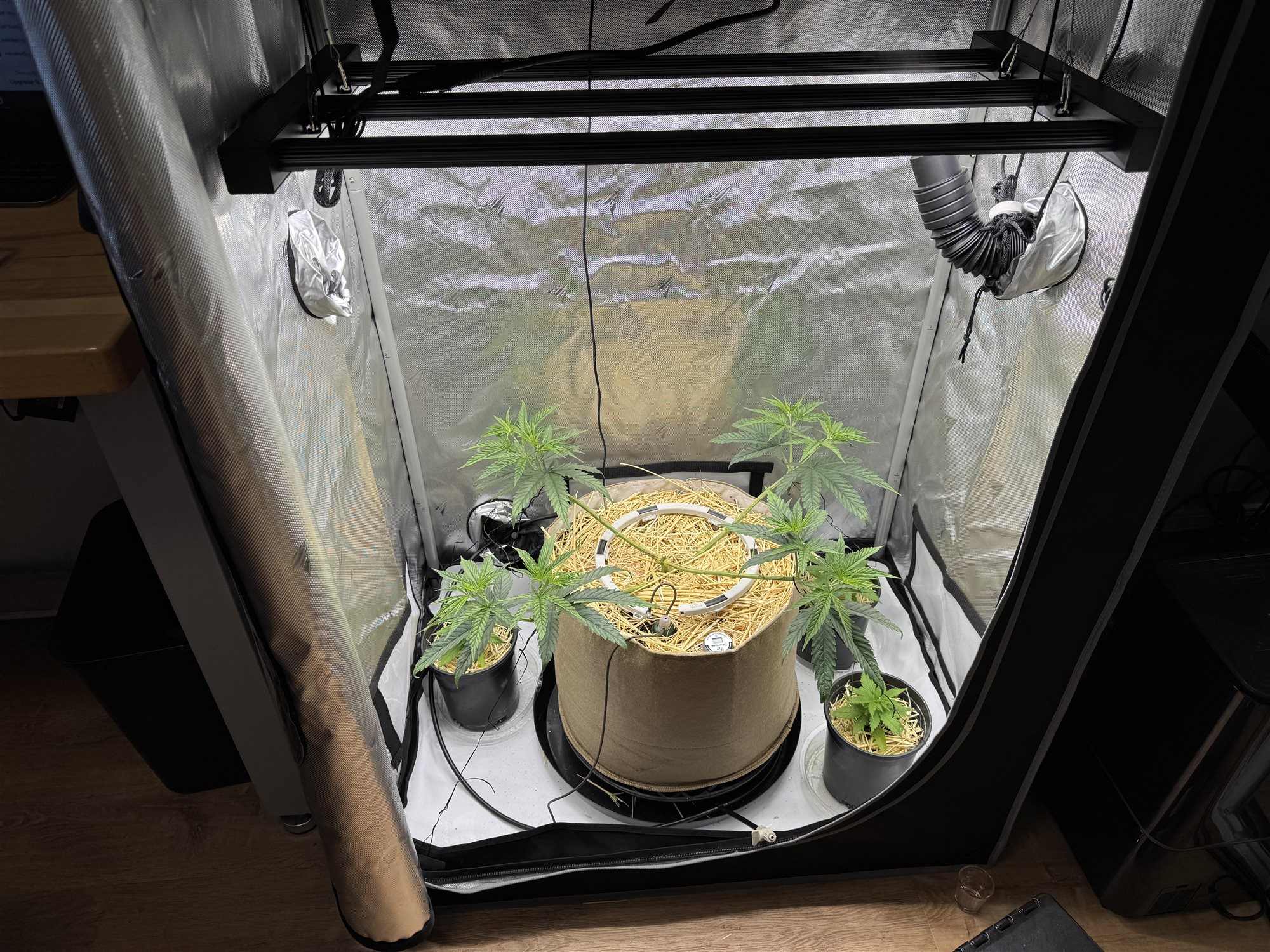 GG4 plant photo