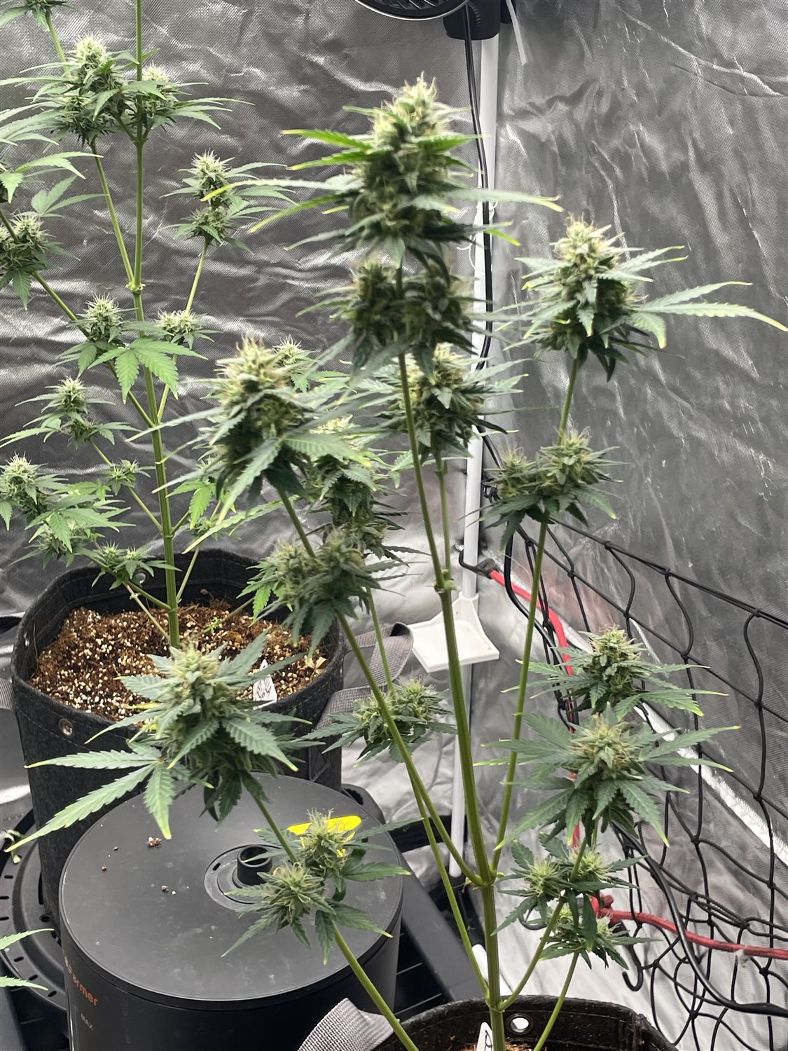 Featured Plant Image