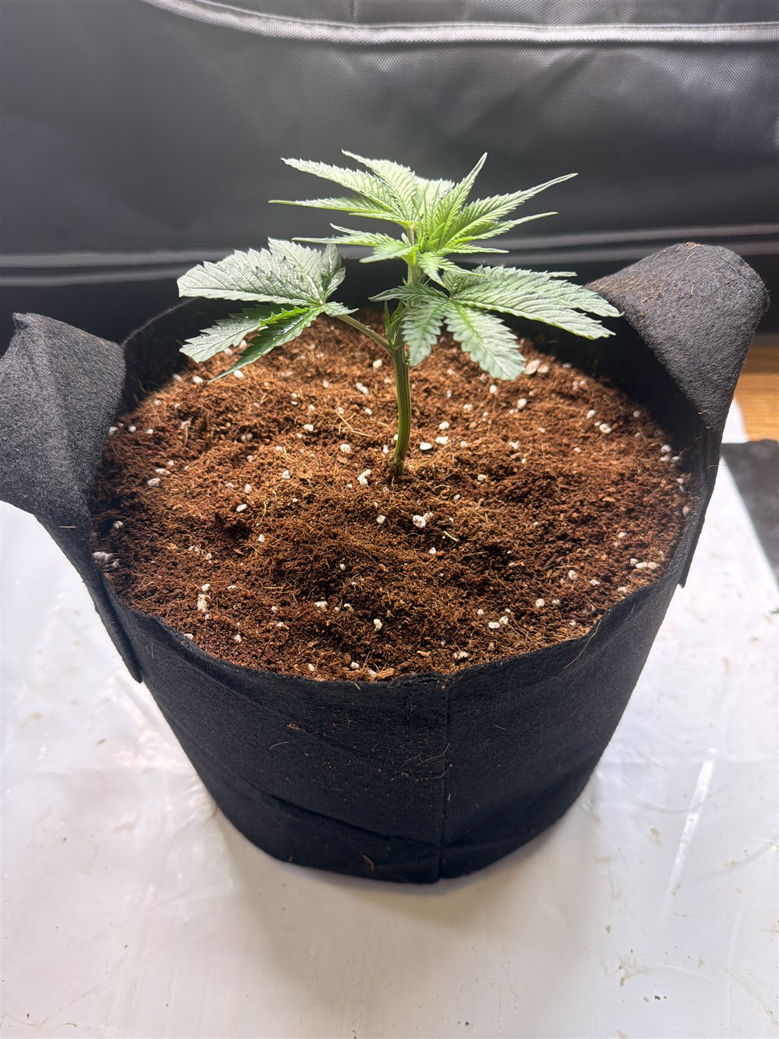 Plant Image