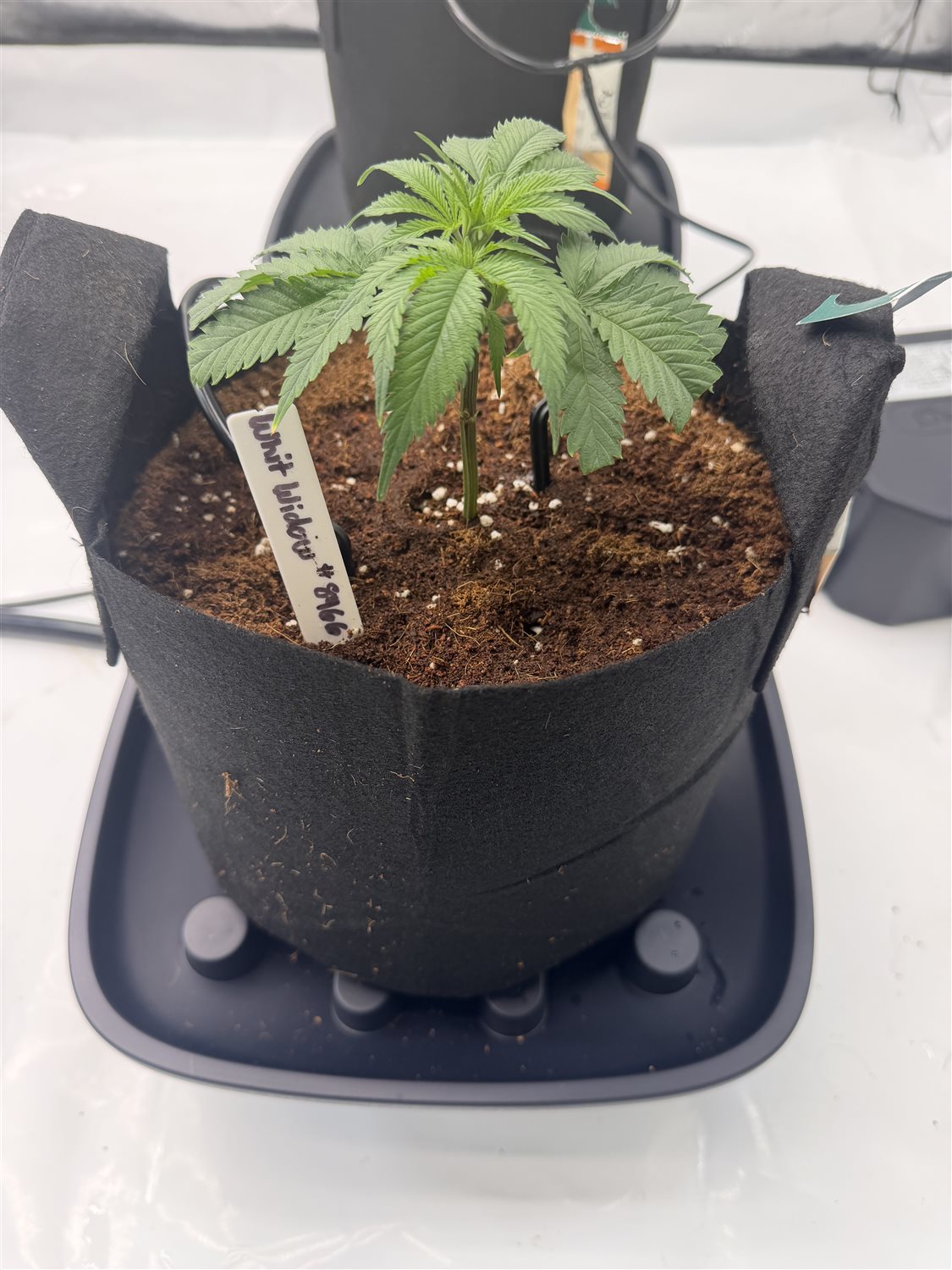 Featured Plant Image