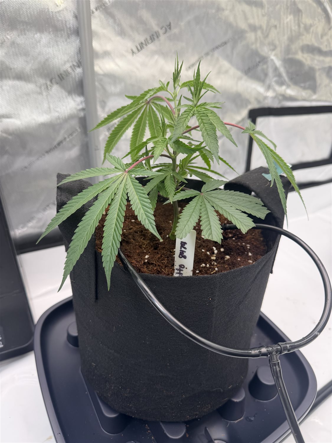 Featured Plant Image