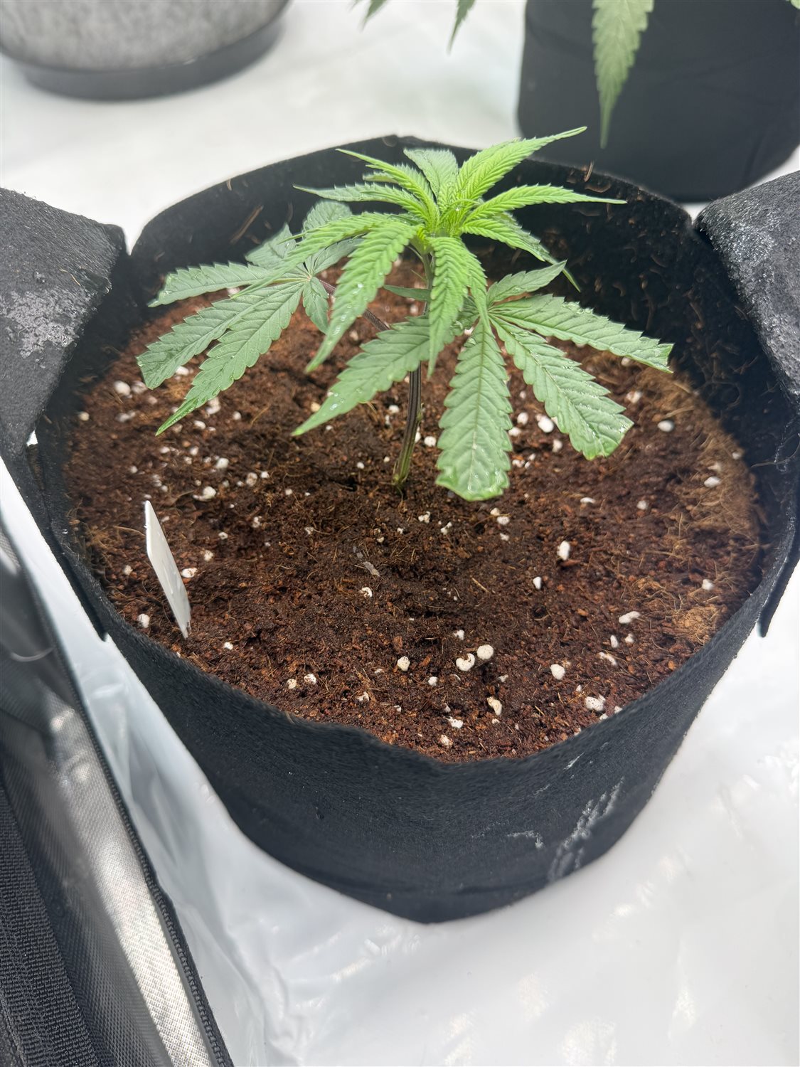 Featured Plant Image