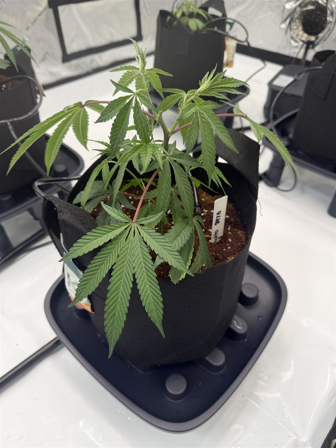 Featured Plant Image