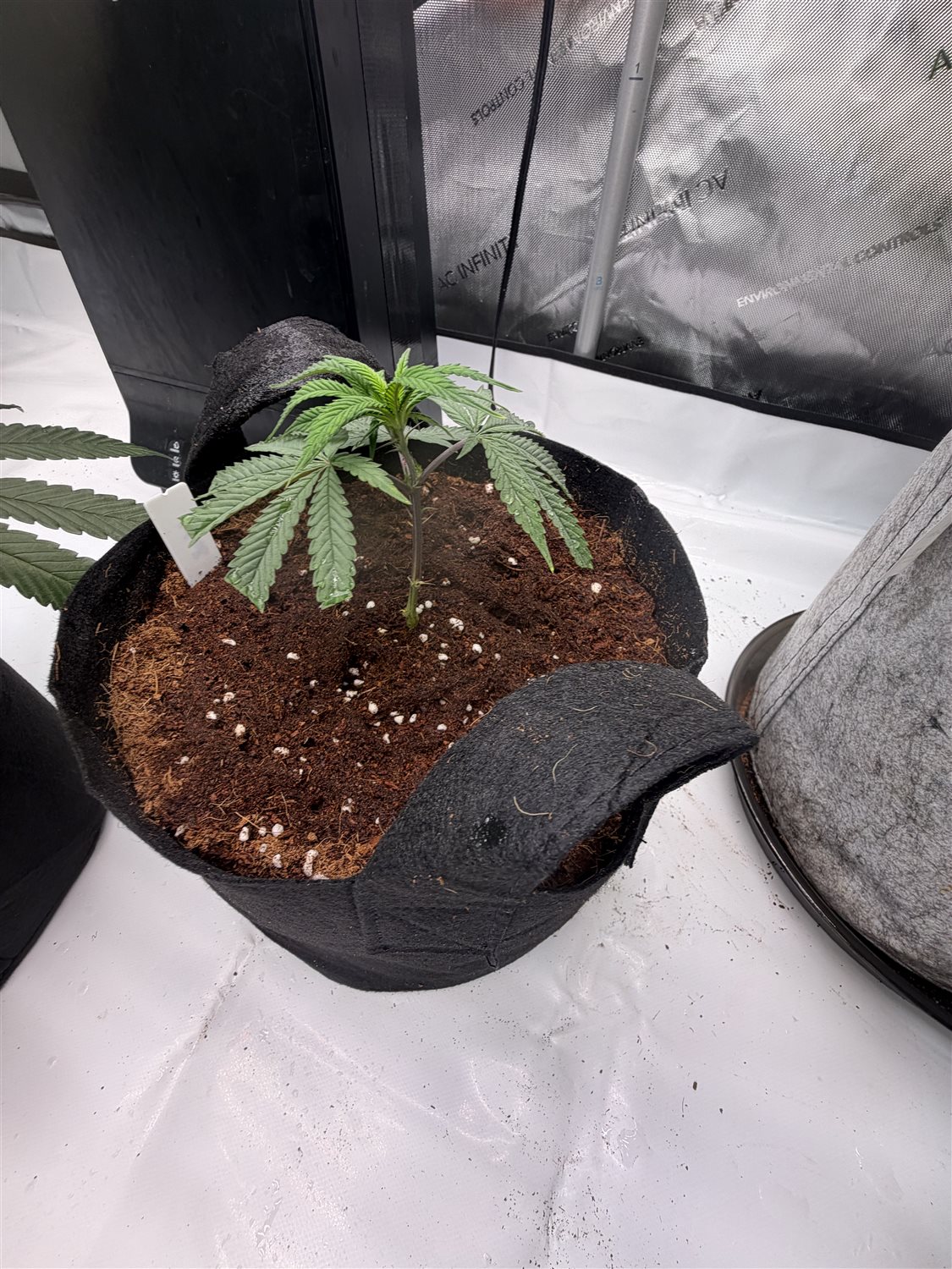 Featured Plant Image