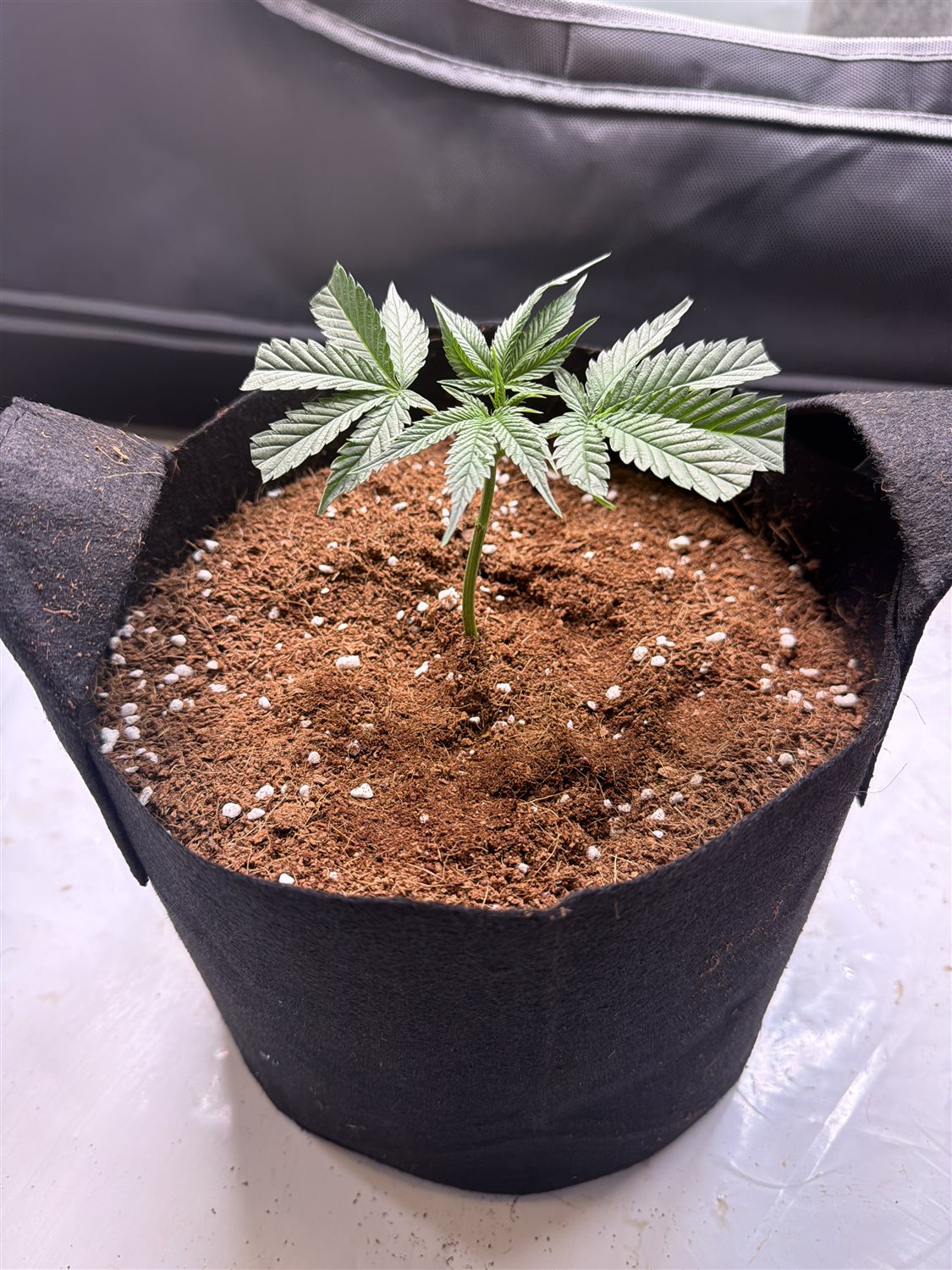 Featured Plant Image