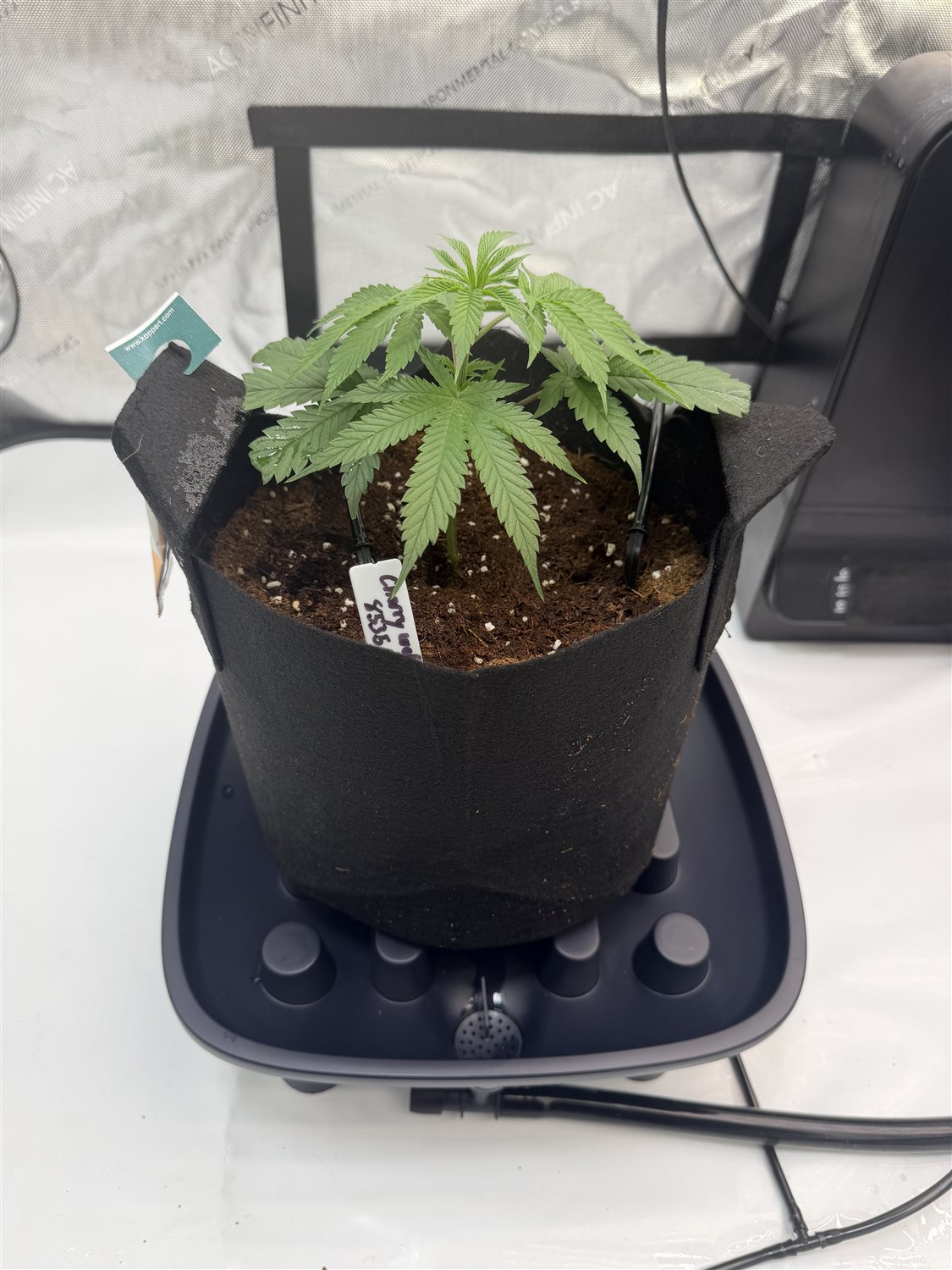 Cherry wolf plant photo