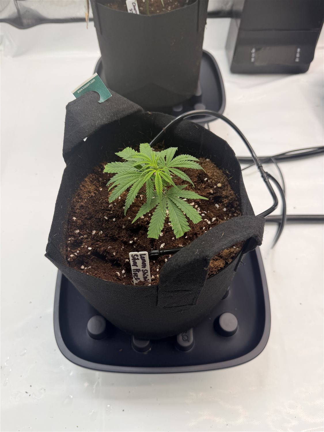 Lemon Shining Silver Haze plant photo