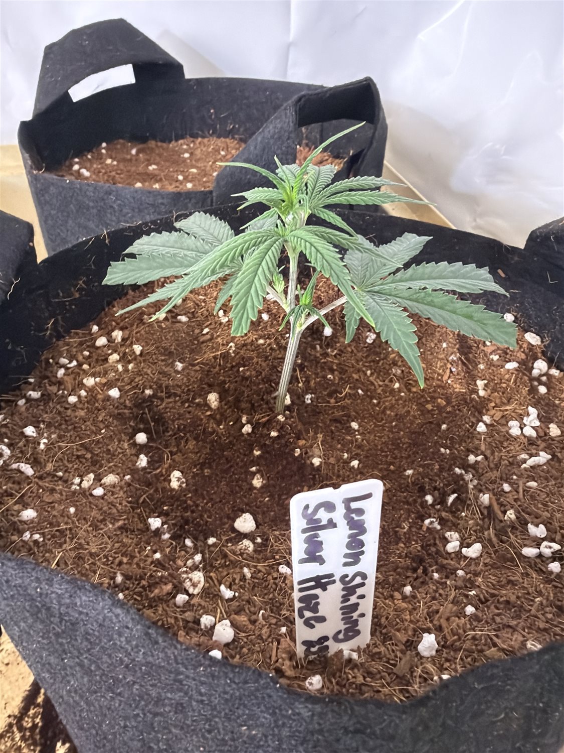 Featured Plant Image