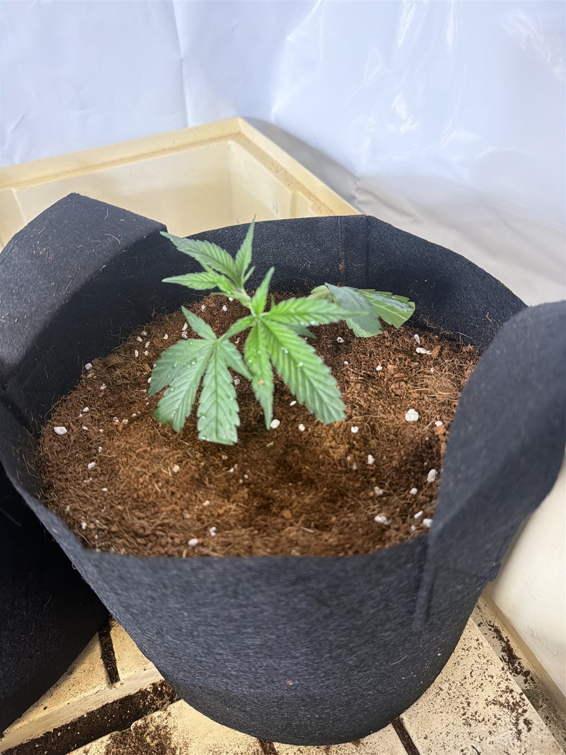 Featured Plant Image