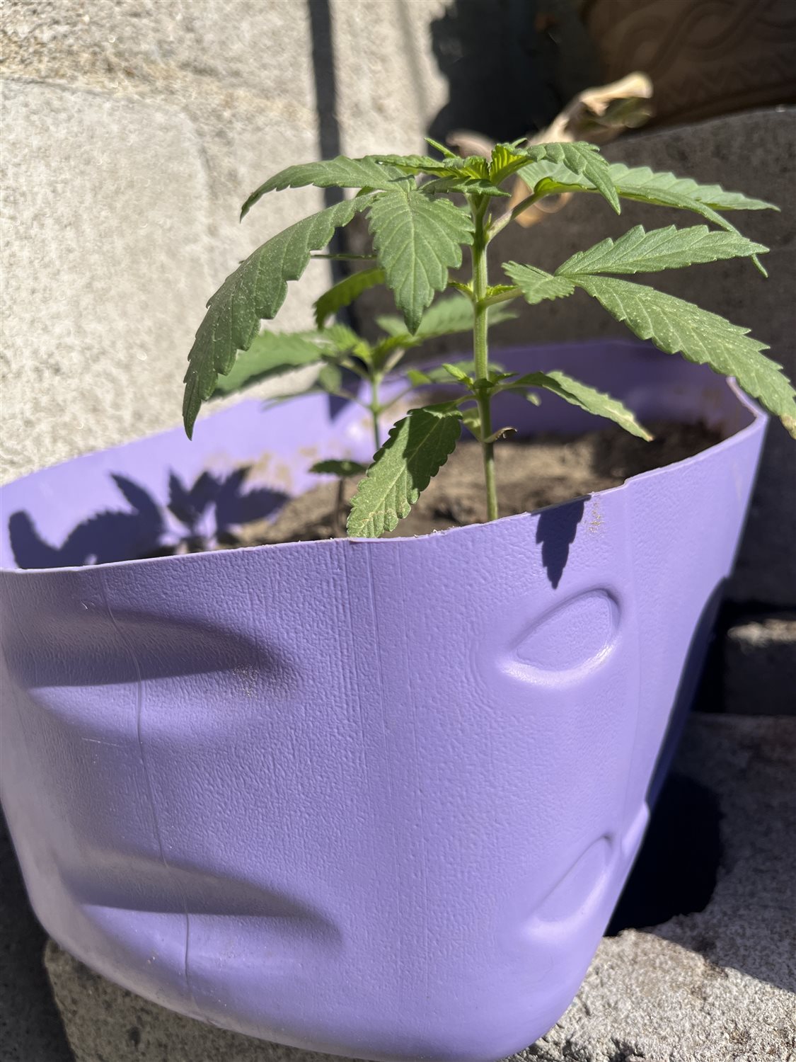 Featured Plant Image