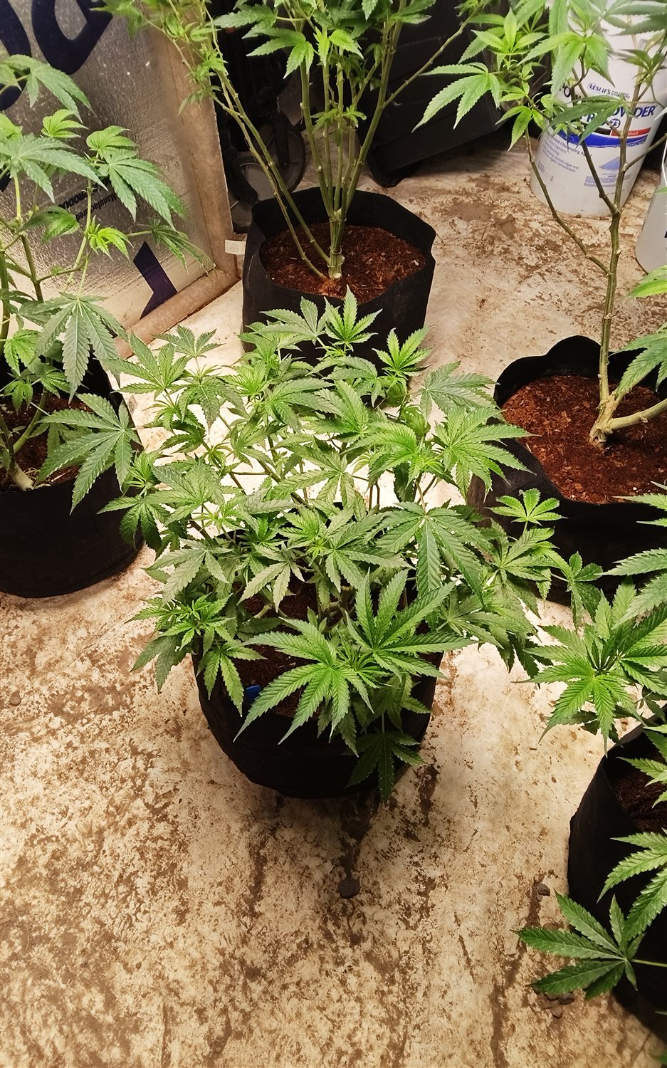 LemonHead Delight plant photo